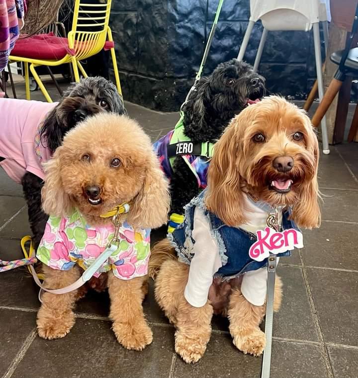 SMALL DOG -  Party Time Doggy Shirt