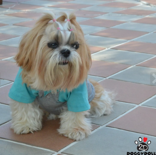 THICK DOG - Teal Doggy T Shirt